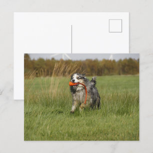 Miniatuur Amerikaanse Herder Blue Merle w Speelgoe Briefkaart