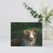 Miniatuur Amerikaanse Herder Red Merle Briefkaart (Staand voorkant)