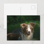 Miniatuur Amerikaanse Herder Red Merle Briefkaart (Voorkant / Achterkant)