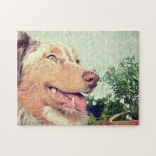 Miniatuur Amerikaanse Herder Red Merle Legpuzzel