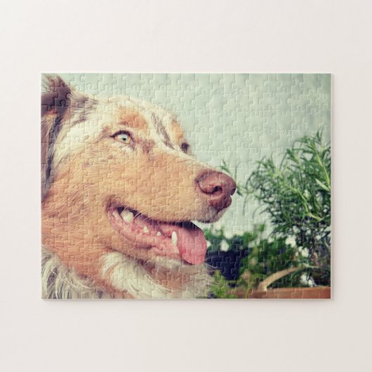 Miniatuur Amerikaanse Herder Red Merle Legpuzzel (Horizontaal)