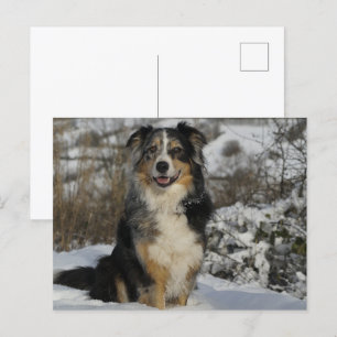 Miniatuur Amerikaanse Herder Zittend In Sneeuw Briefkaart