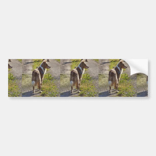 Miniatuur Amerikaanse Herdershond Rode Merle met S Bumpersticker