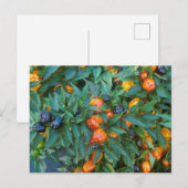 Miniatuur Bell Peppers Briefkaart (Voorkant / Achterkant)