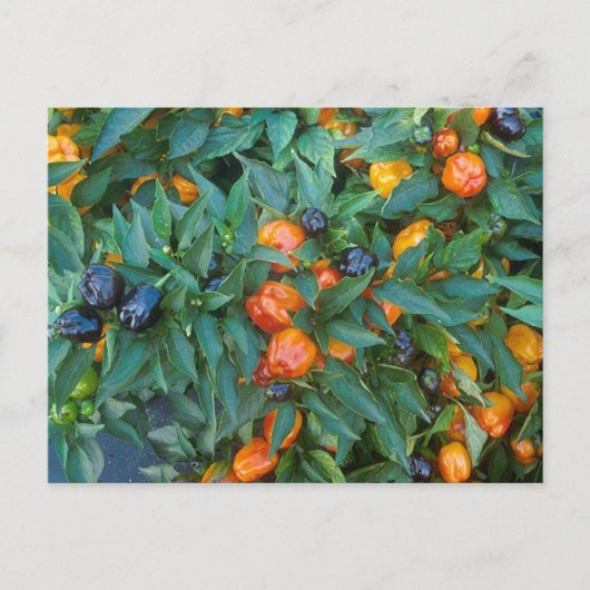 Miniatuur Bell Peppers Briefkaart (Voorkant)
