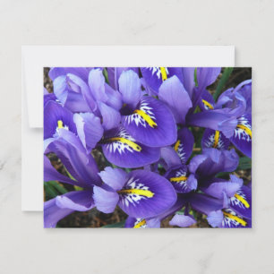 Miniatuur Blue Iriss Spring Floral