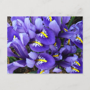 Miniatuur Blue Iriss Spring Floral Briefkaart