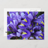 Miniatuur Blue Iriss Spring Floral Briefkaart (Voorkant / Achterkant)