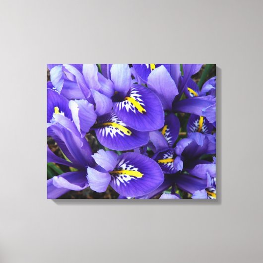 Miniatuur Blue Iriss Spring Floral Canvas Afdruk (Voorkant)