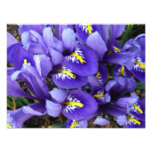 Miniatuur Blue Iriss Spring Floral Foto Afdruk (Voorkant)