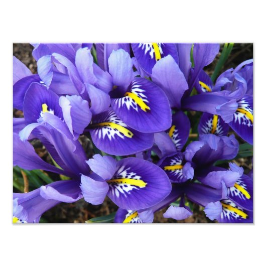 Miniatuur Blue Iriss Spring Floral Foto Afdruk (Voorkant)