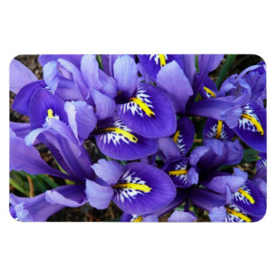 Miniatuur Blue Iriss Spring Floral Magneet