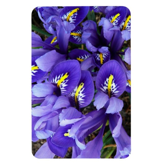 Miniatuur Blue Iriss Spring Floral Magneet (Verticaal)