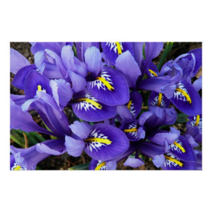 Miniatuur Blue Iriss Spring Floral Perfect Poster
