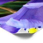 Miniatuur Blue Iriss Spring Floral Perfect Poster (Hoek)