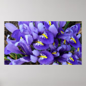 Miniatuur Blue Iriss Spring Floral Poster (Voorkant)