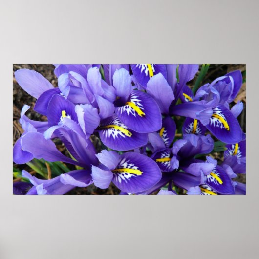 Miniatuur Blue Iriss Spring Floral Poster (Voorkant)