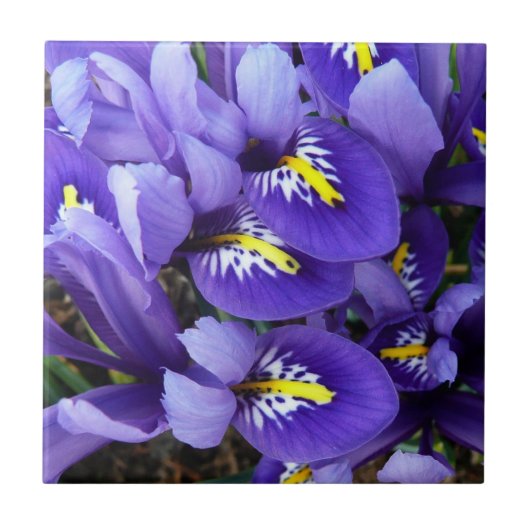 Miniatuur Blue Iriss Spring Floral Tegeltje (Voorkant)