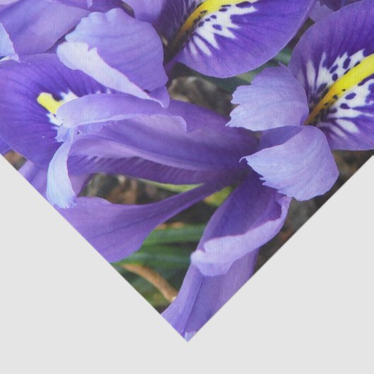 Miniatuur Blue Iriss Spring Floral Tissuepapier (Detail)
