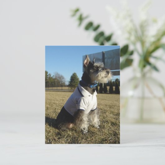 Miniatuur Briefkaart Schnauzer (Staand voorkant)