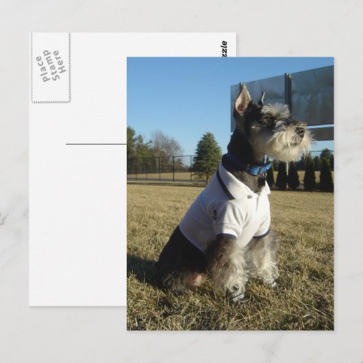 Miniatuur Briefkaart Schnauzer (Voorkant / Achterkant)