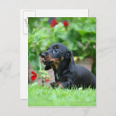 Miniatuur Dachshund 1 met gladde haren Briefkaart (Voorkant / Achterkant)