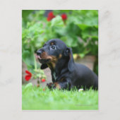 Miniatuur Dachshund 1 met gladde haren Briefkaart (Voorkant)