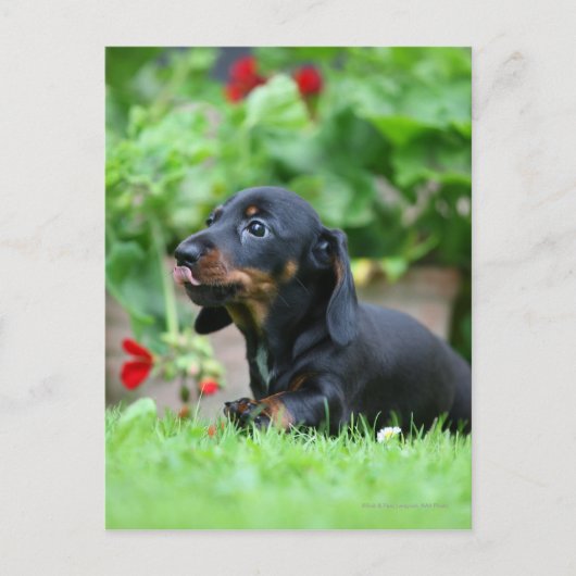 Miniatuur Dachshund 1 met gladde haren Briefkaart (Voorkant)