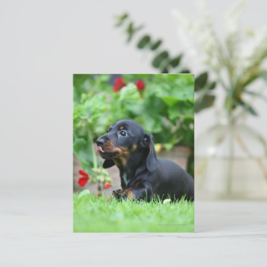 Miniatuur Dachshund 1 met gladde haren Briefkaart (Staand voorkant)