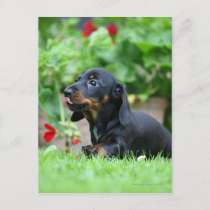 Miniatuur Dachshund 1 met gladde haren Briefkaart