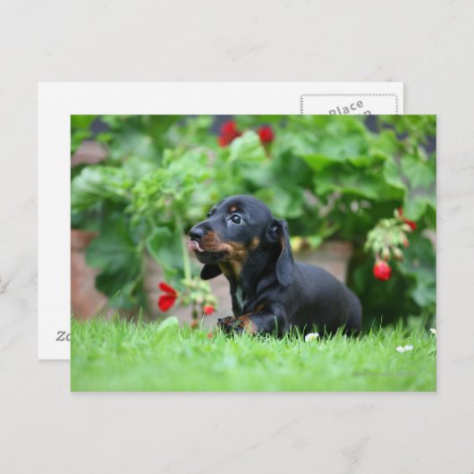 Miniatuur Dachshund 1 met gladde haren Briefkaart (Voorkant / Achterkant)
