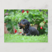 Miniatuur Dachshund 1 met gladde haren Briefkaart (Voorkant)