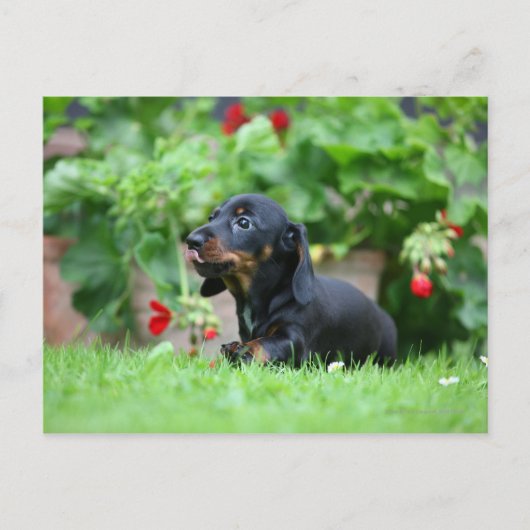 Miniatuur Dachshund 1 met gladde haren Briefkaart (Voorkant)