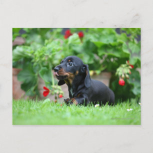 Miniatuur Dachshund 1 met gladde haren Briefkaart