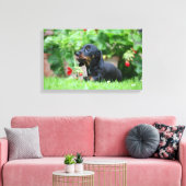 Miniatuur Dachshund 1 met gladde haren Canvas Afdruk (Insitu (Woonkamer))
