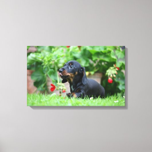 Miniatuur Dachshund 1 met gladde haren Canvas Afdruk (Voorkant)