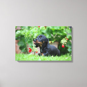 Miniatuur Dachshund 1 met gladde haren Canvas Afdruk