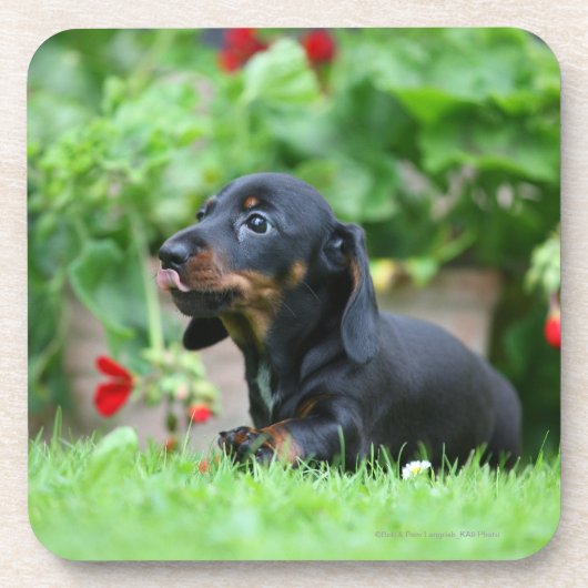 Miniatuur Dachshund 1 met gladde haren Drankjes Onderzetter (Voorkant)