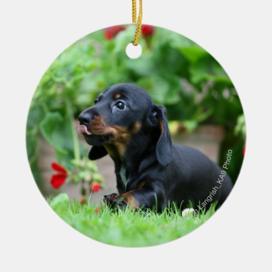 Miniatuur Dachshund 1 met gladde haren Keramisch Ornament (Voorkant)
