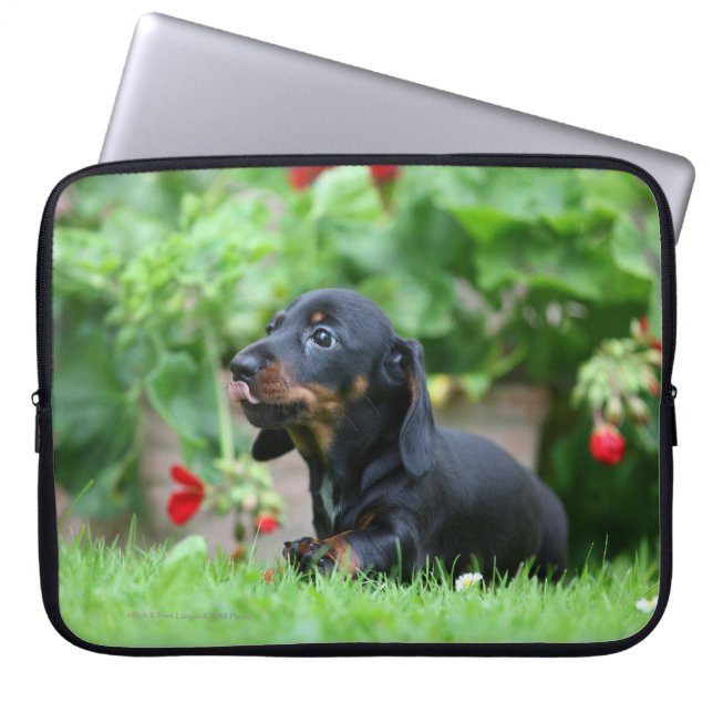Miniatuur Dachshund 1 met gladde haren Laptop Sleeve (Voorkant)