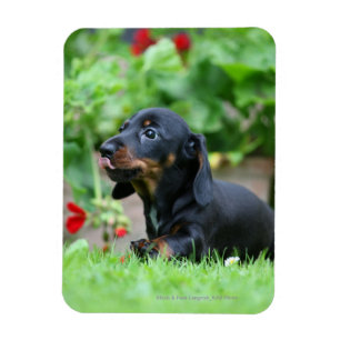 Miniatuur Dachshund 1 met gladde haren Magneet