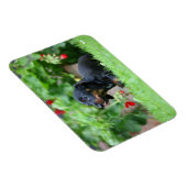Miniatuur Dachshund 1 met gladde haren Magneet (Rechterzijde)