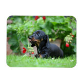 Miniatuur Dachshund 1 met gladde haren Magneet (Horizontaal)