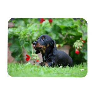 Miniatuur Dachshund 1 met gladde haren Magneet