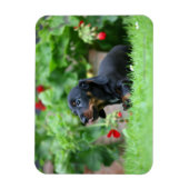 Miniatuur Dachshund 1 met gladde haren Magneet (Verticaal)