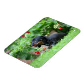 Miniatuur Dachshund 1 met gladde haren Magneet (Linkerzijde)