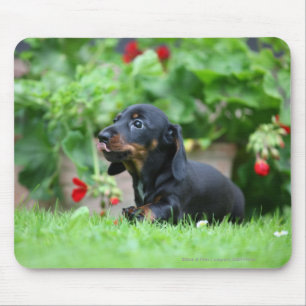 Miniatuur Dachshund 1 met gladde haren Muismat