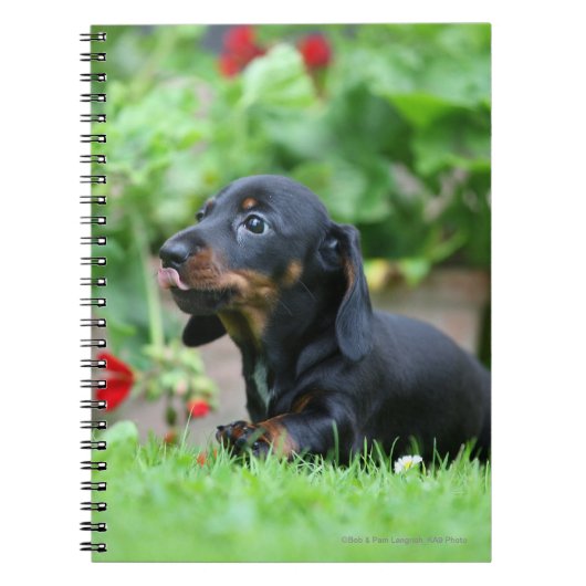 Miniatuur Dachshund 1 met gladde haren Notitieboek (Voorkant)
