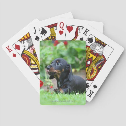 Miniatuur Dachshund 1 met gladde haren Pokerkaarten (Achterkant)