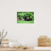 Miniatuur Dachshund 1 met gladde haren Poster (Keuken)